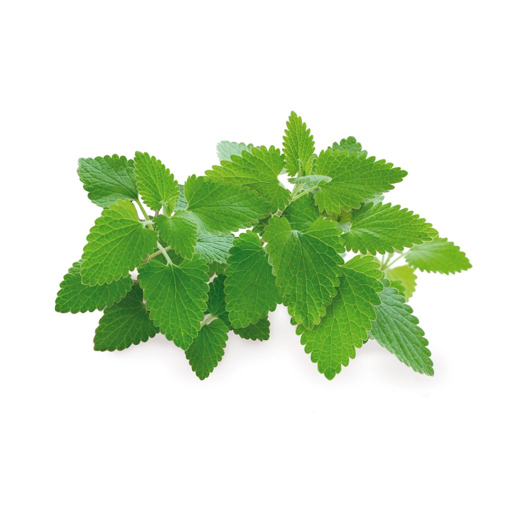 Click and Grow - Smart Garden Refill 3-pack - Catnip (SGR29X3) v:3530964