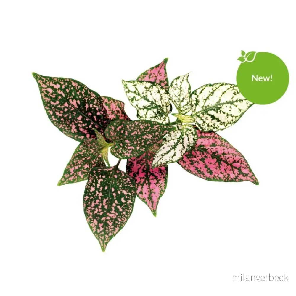 Click and Grow - Smart Garden Refill 3-pack - Polka Dot Plant (SGR48X3) v:5577668