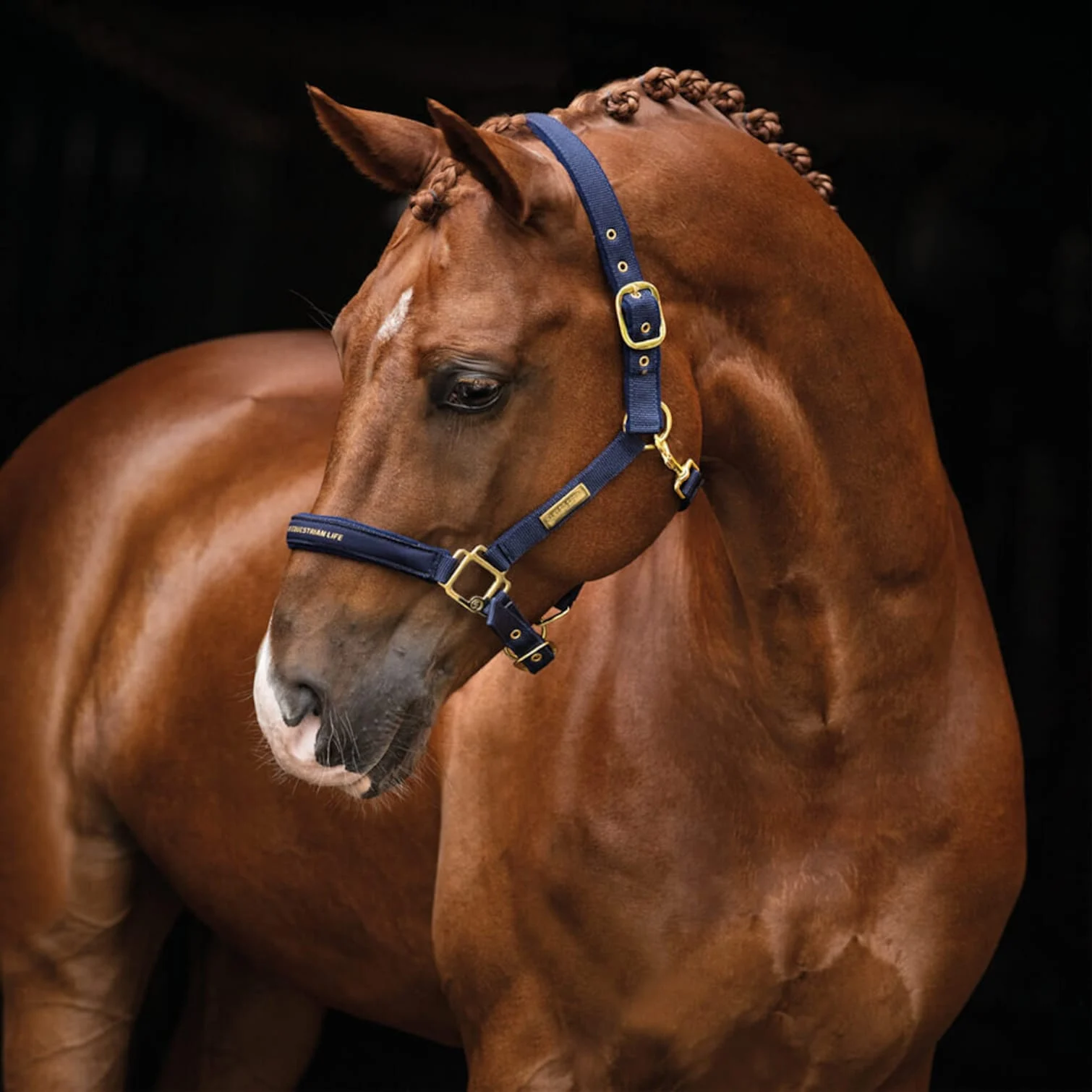 Hansbo Sport – Halter EQUESTRIAN LIFE – Full – Blue – full blue v:3283953 Hansbo Sport – Halter EQUESTRIAN LIFE – Full – Blue – full blue v:3283953