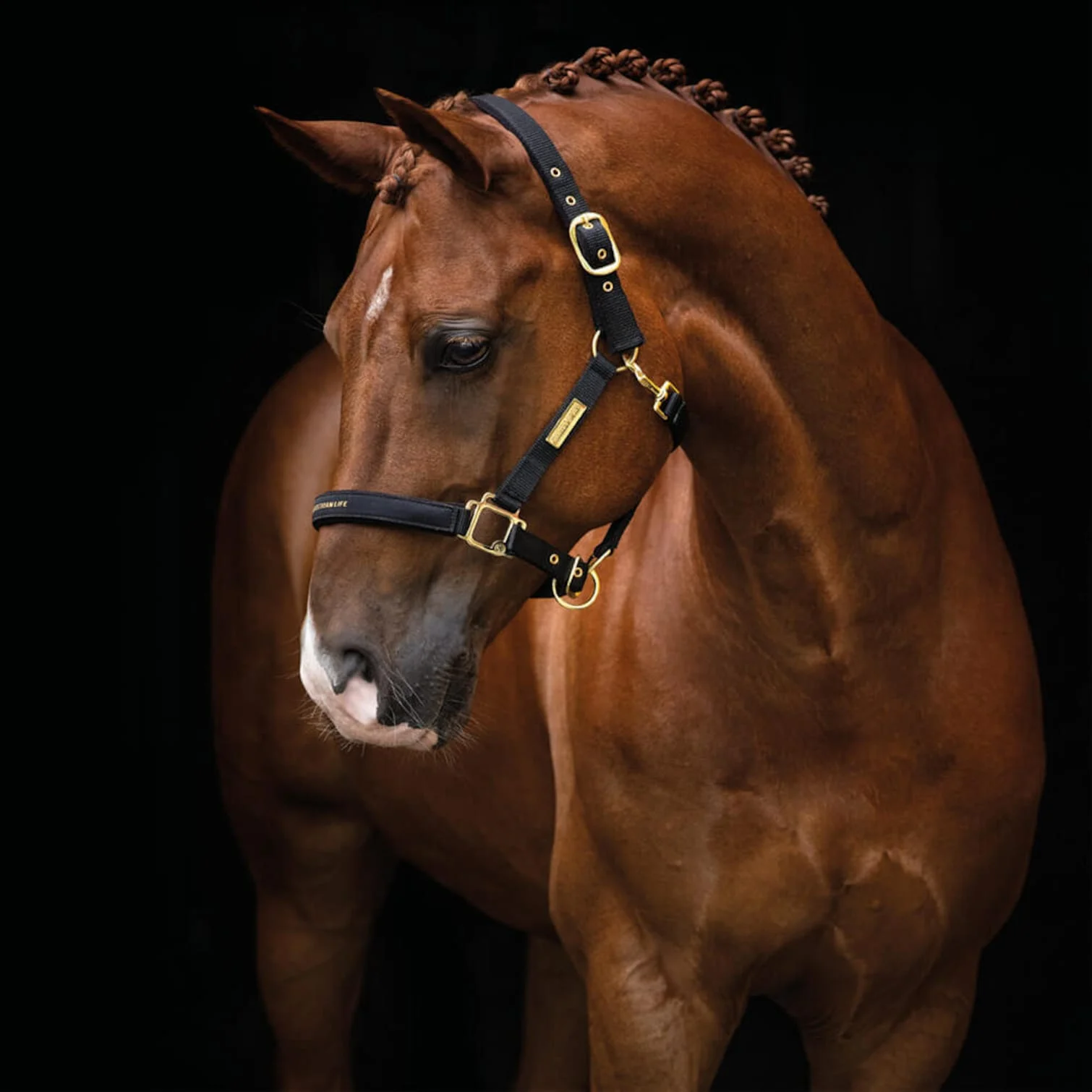 Hansbo Sport – Halter EQUESTRIAN LIFE – Full – Full blue v:6502396 Hansbo Sport – Halter EQUESTRIAN LIFE – Full – Full blue v:6502396
