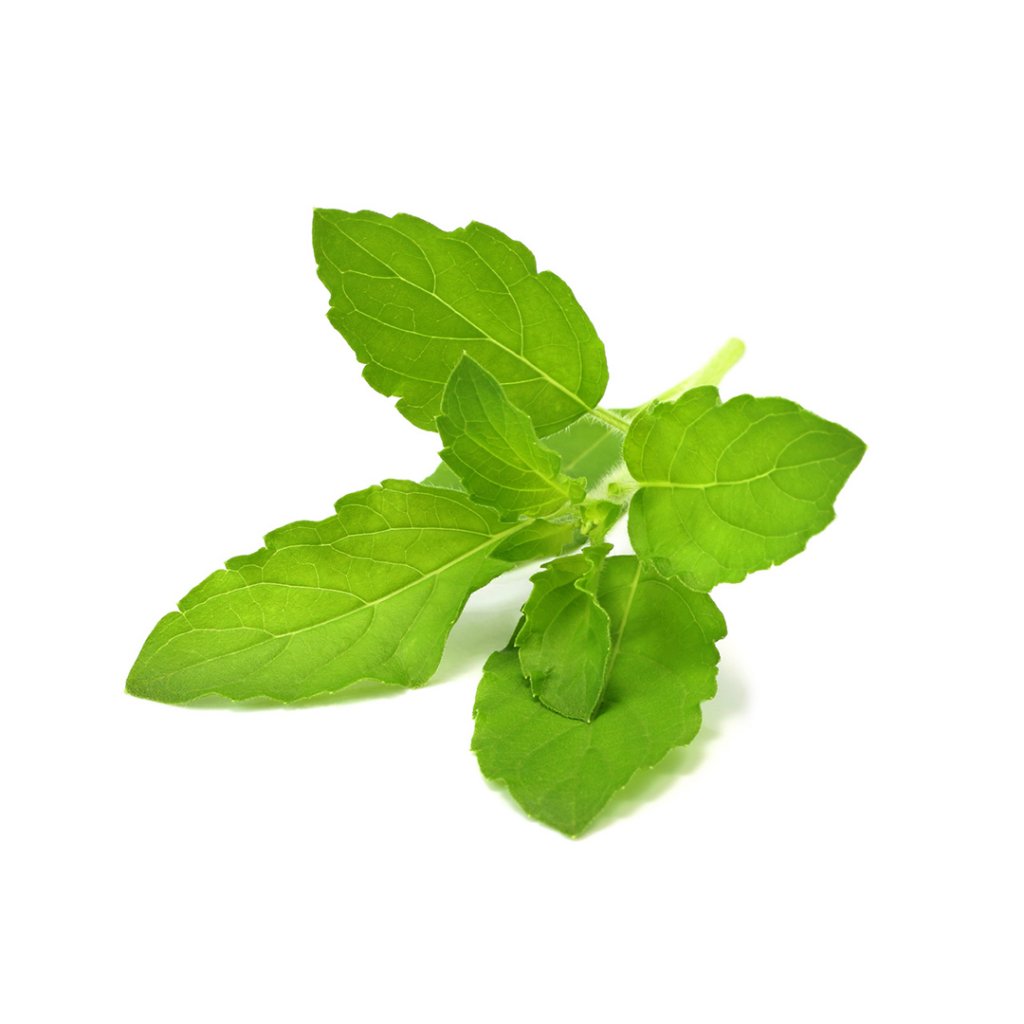 Click and Grow - Smart Garden Refill 3-pack - Holy Basil/tulsi (SGR66X3) v:1635321