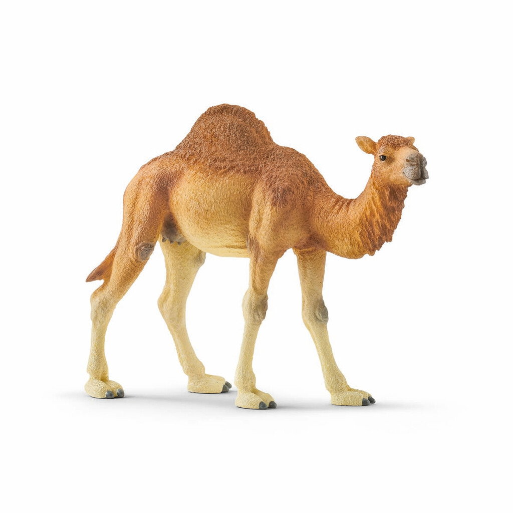 Schleich – Wild Life – Dromedary (14832) v:1116343