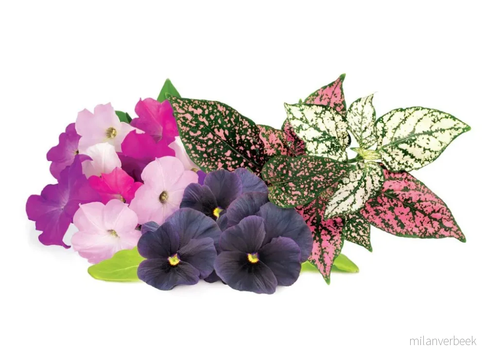 Click & Grow - Plant Pods 9-Pack - Vibrant Flower Mix v:5053738